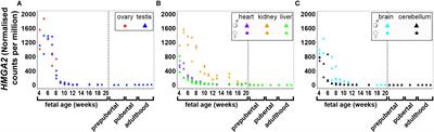 Genes in loci genetically associated with polycystic ovary syndrome are dynamically expressed in human fetal gonadal, metabolic and brain tissues